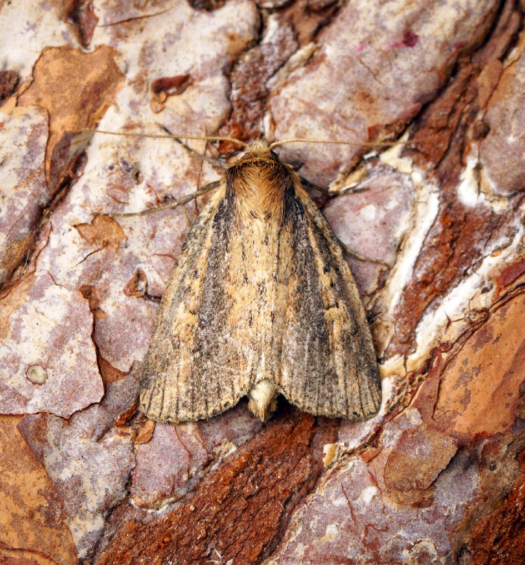 Archanara (Archanara)