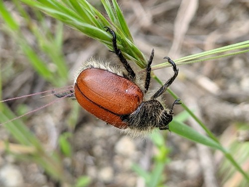 Little bear scarab beetle