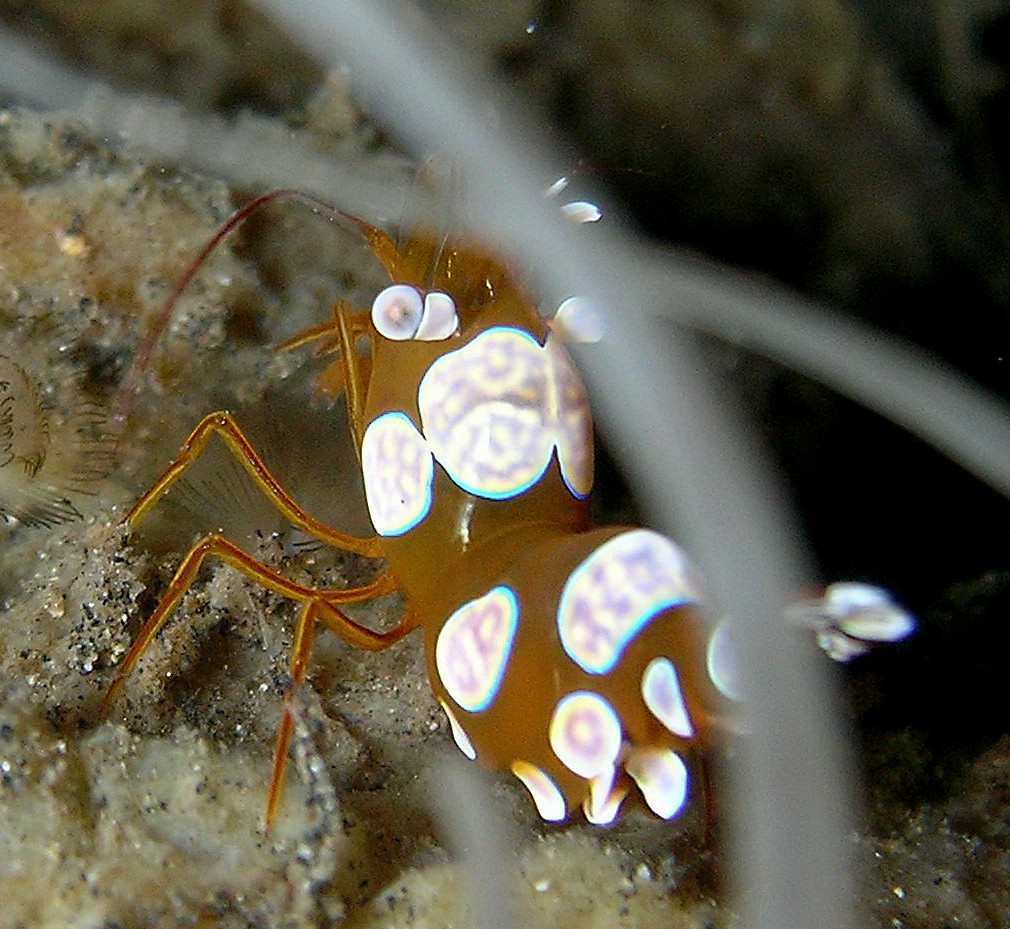 Squat shrimp