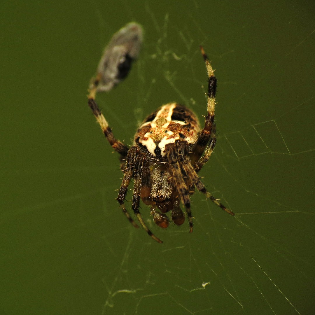 Neoscona domiciliorum (Neoscona domiciliorum) - Picture Insect