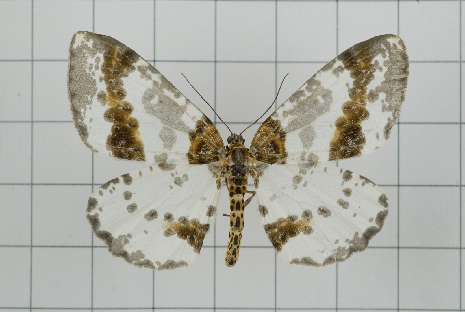 Abraxas taiwanensis (Abraxas taiwanensis) - Picture Insect