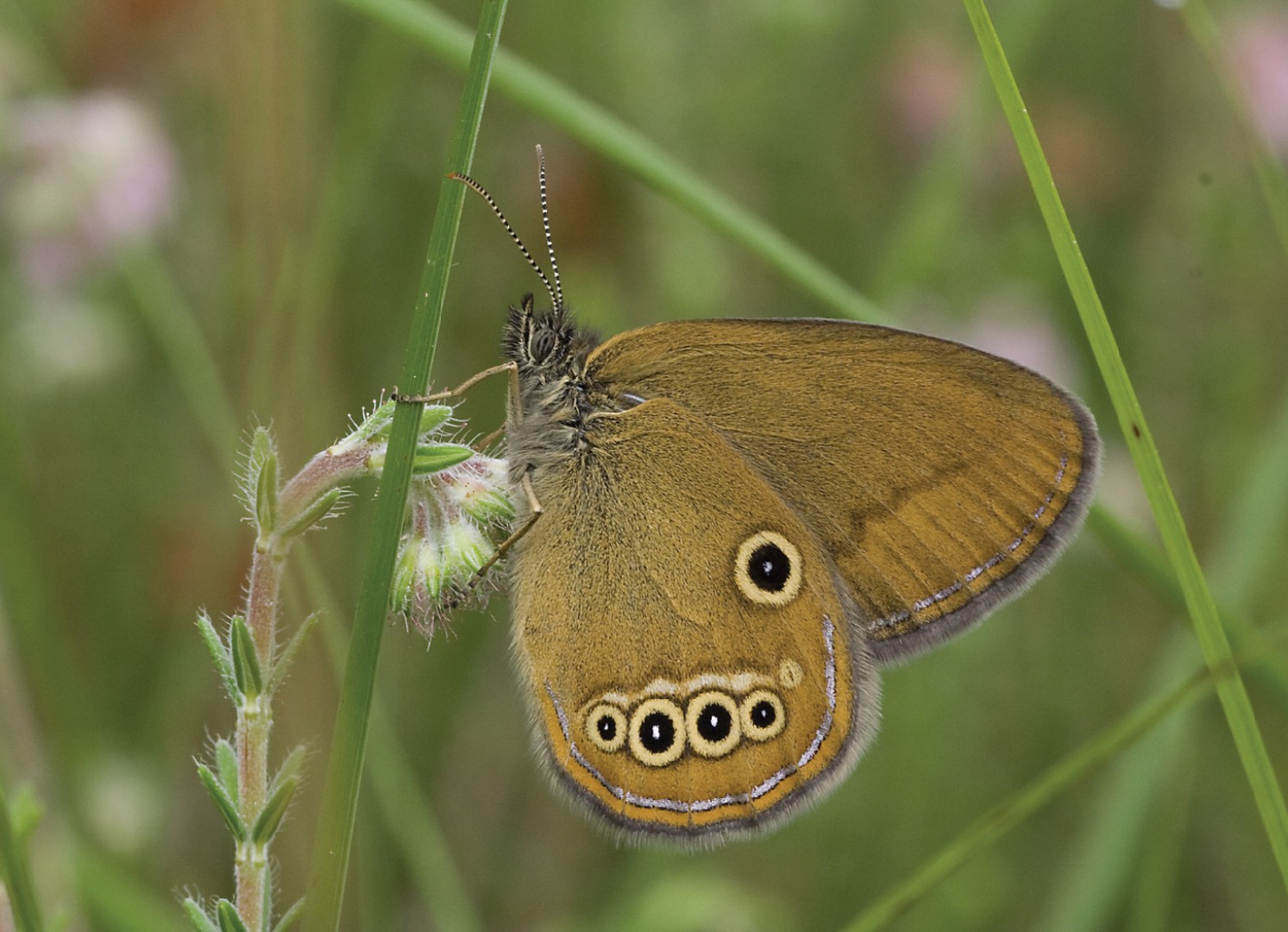 Сенница эдип (Coenonympha oedippus) - Picture Insect