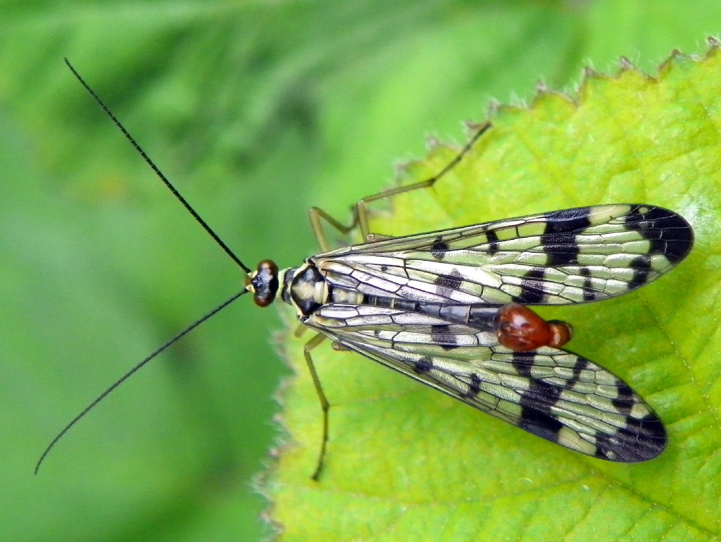 Mosca Escorpión (Panorpa communis)