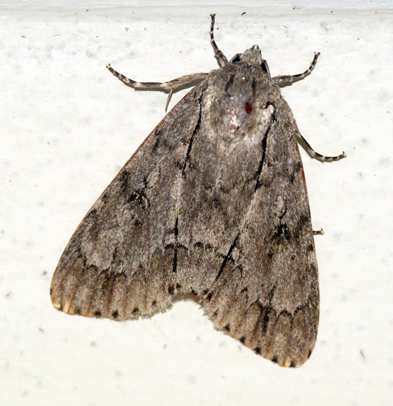 Acronicta major (Acronicta major) Picture Insect