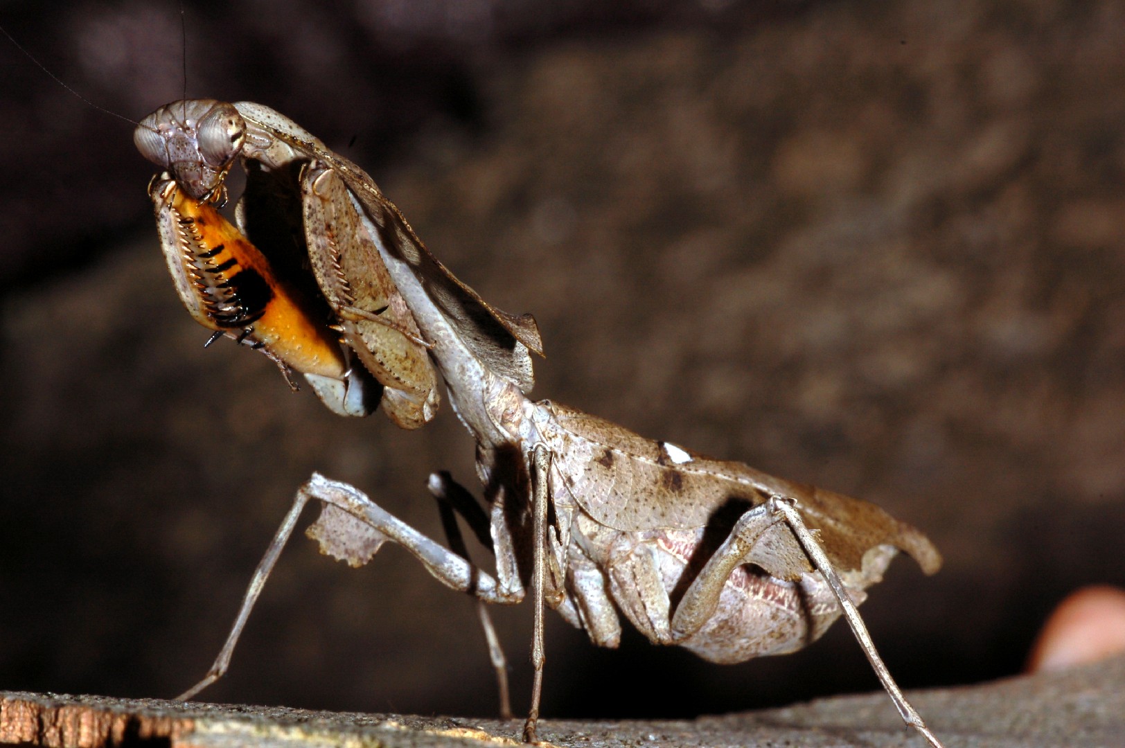 Pseudoxyops perpulchra ニセコノハカマキリ 成虫♀ カマキリ - 虫類