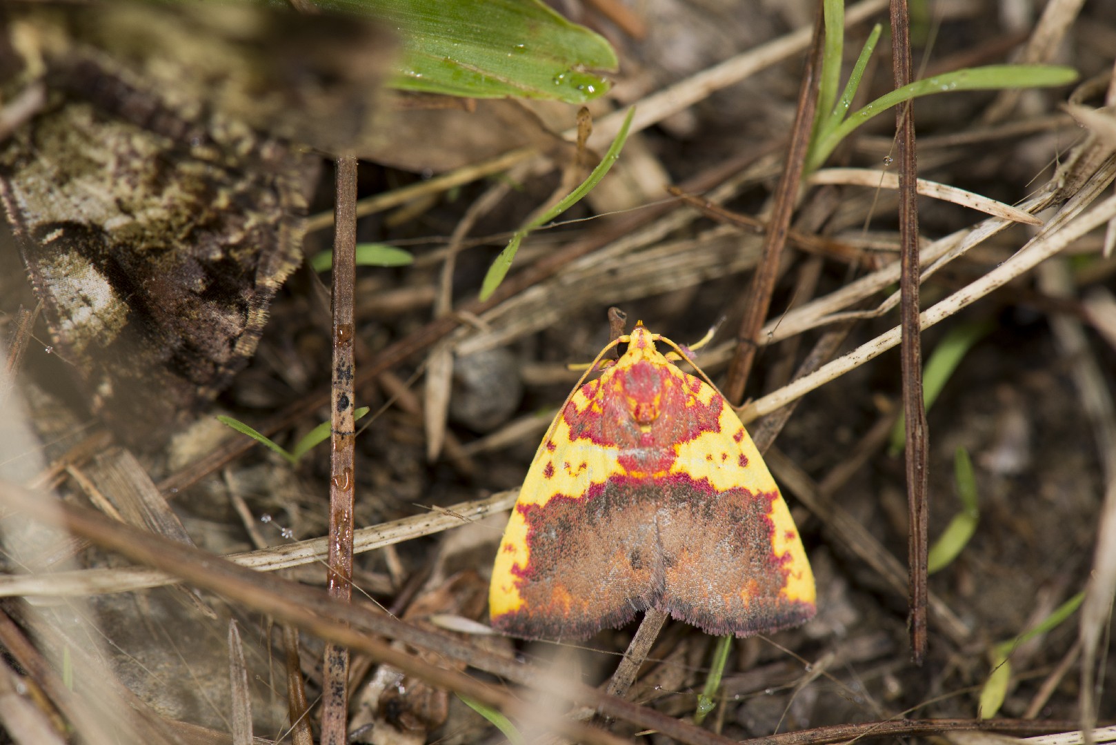 Siglophora (Siglophora)