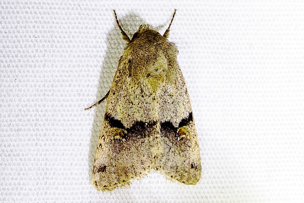 Ulolonche (Ulolonche)