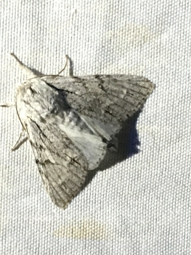 Dagger moths (Acronicta)