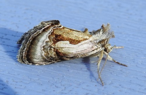 Chrysanympha (Chrysanympha)