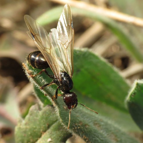 Especie de hormiga Messor barbarus - ANTCUBE