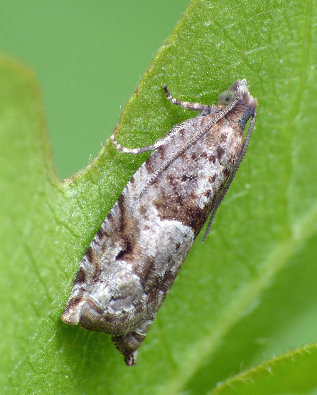 Rhopobota (Rhopobota)