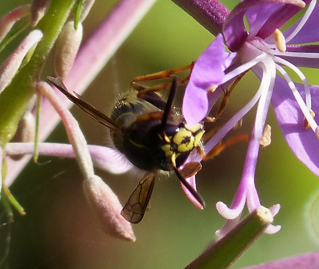 Оса саксонская (Dolichovespula saxonica) - Picture Insect