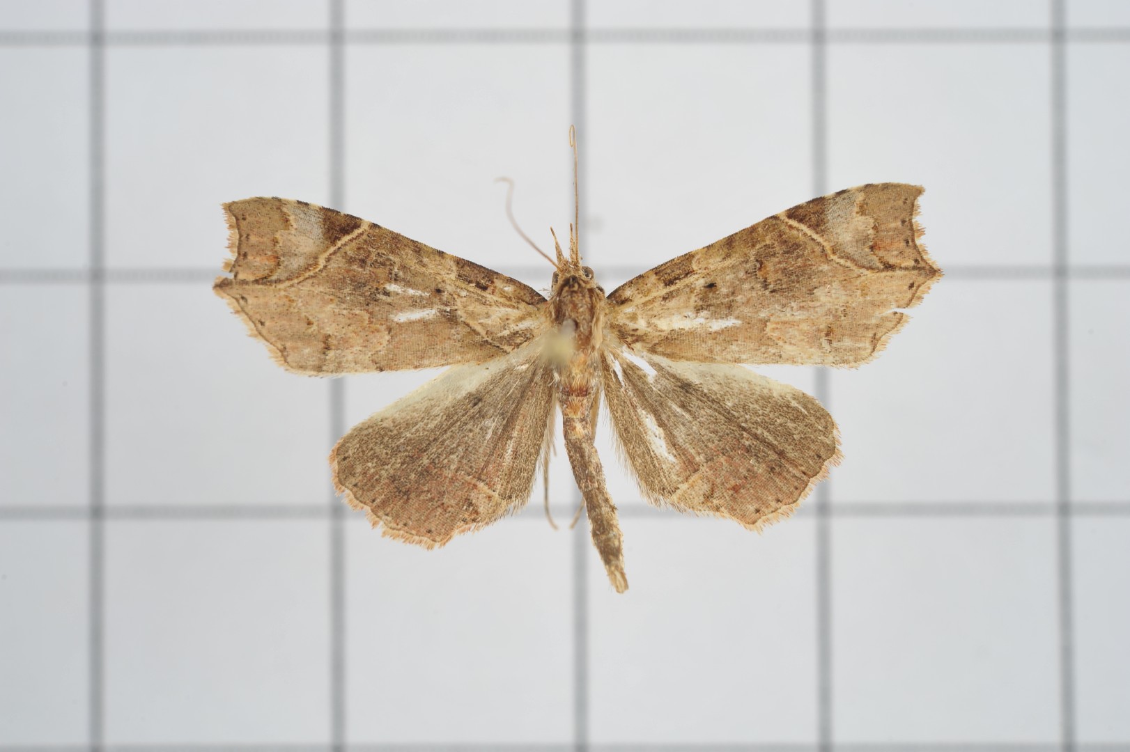 Parolulis (Parolulis)