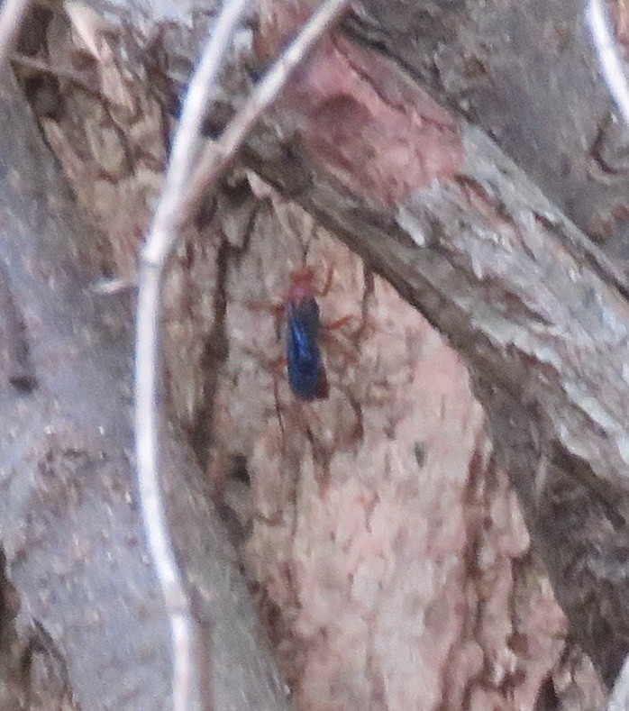 Tachypompilus (Tachypompilus)