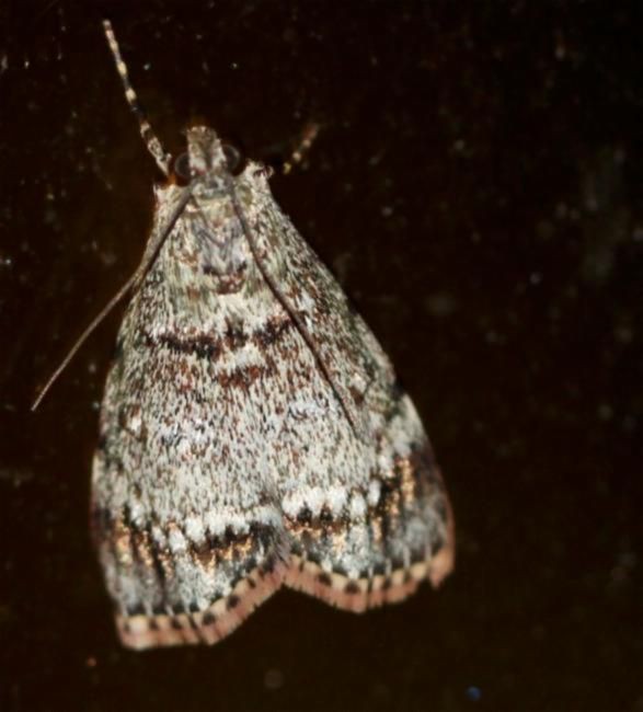 Stericta (Stericta)