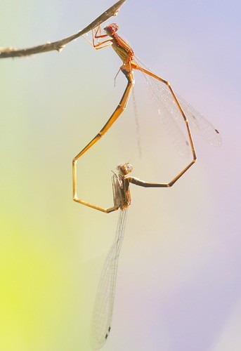 Slender threadtails (Protoneura)