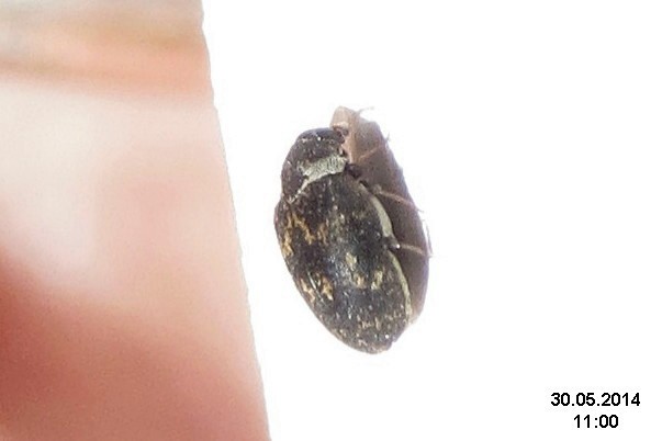 Anthrenus fuscus (Anthrenus fuscus) Picture Insect