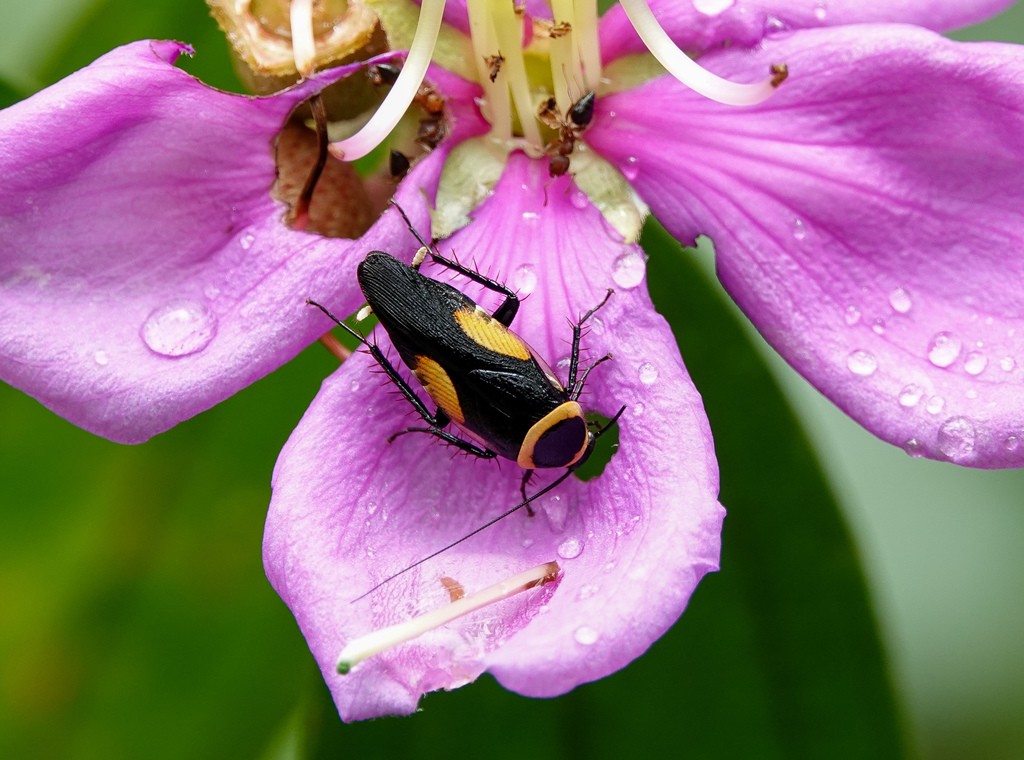 Hemithyrsocera vittata (Hemithyrsocera vittata) Picture Insect