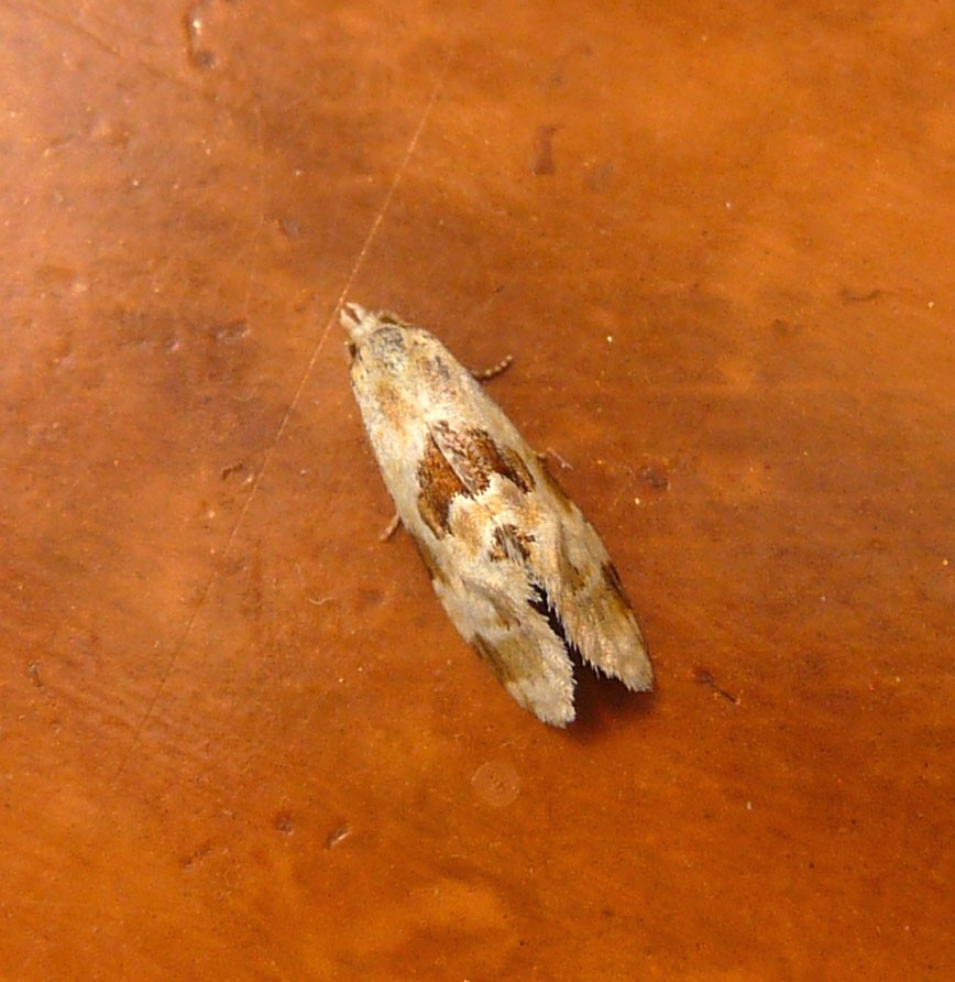 Aethes cnicana (Aethes cnicana) Picture Insect