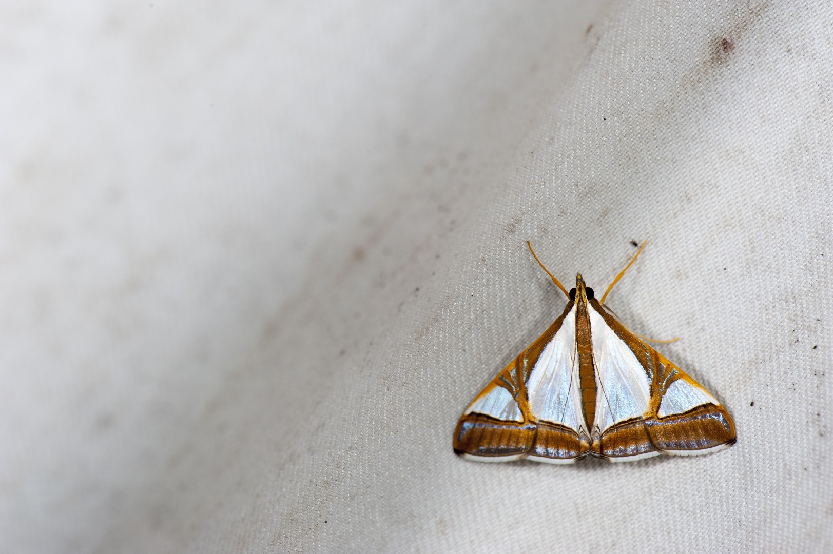 Agrioglypta eurytusalis