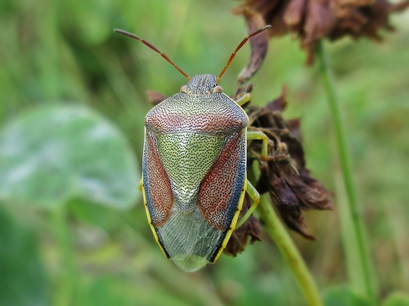 Piezodorus (Piezodorus)