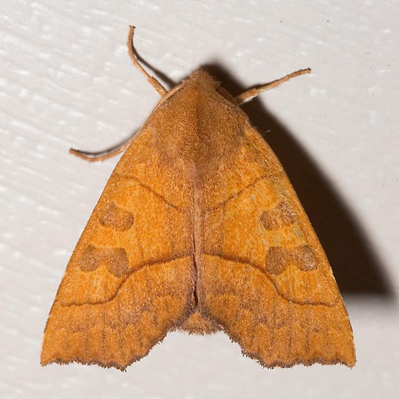 Eucirroedia (Eucirroedia)