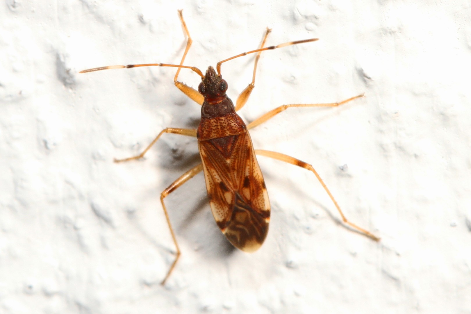 A dirt-colored seed bug