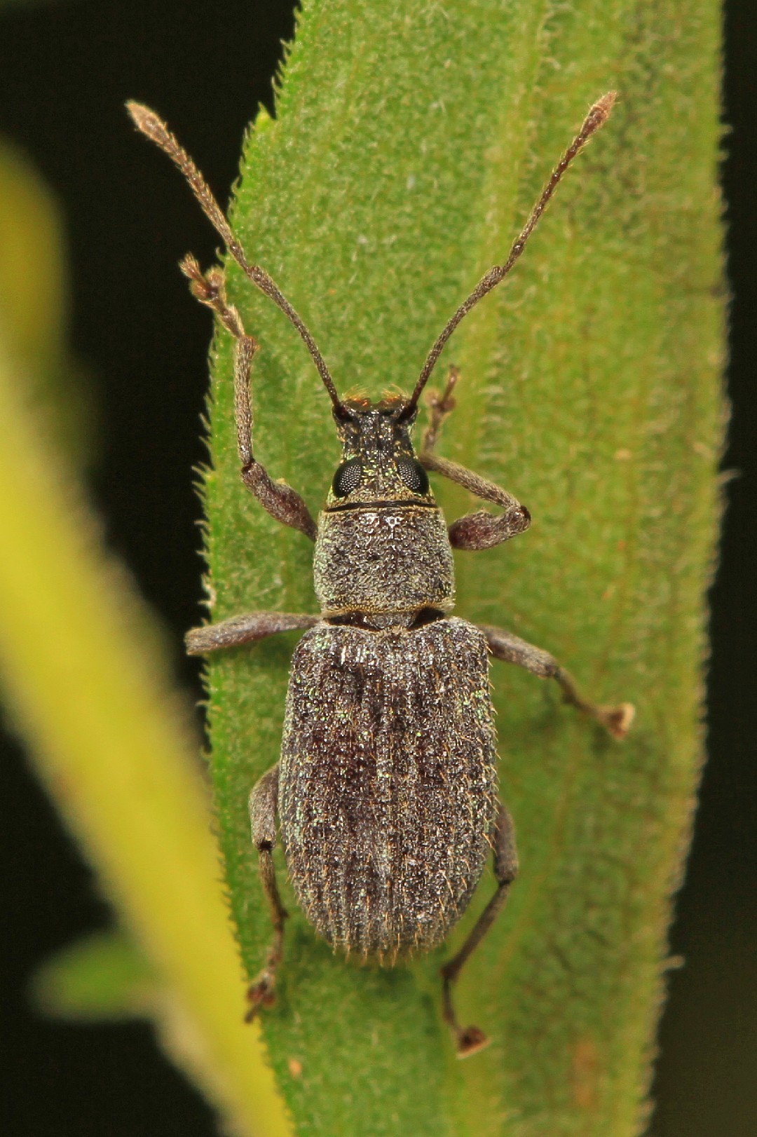 Cyrtepistomus (Cyrtepistomus)