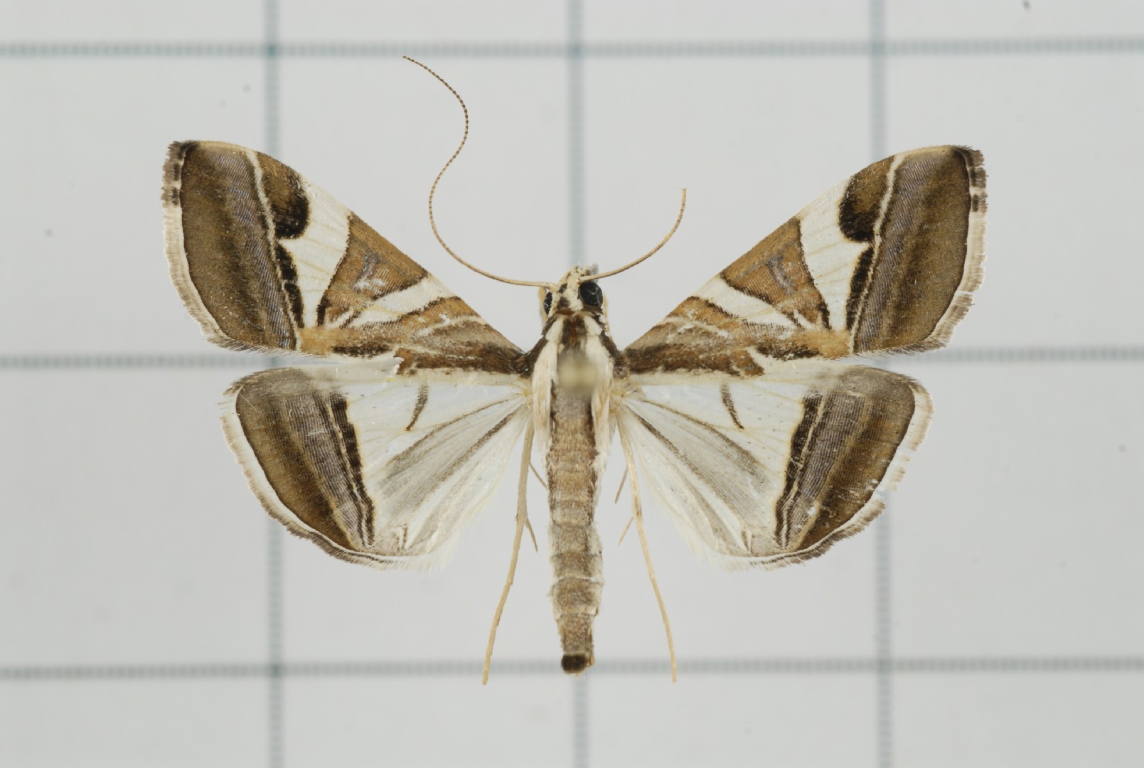 Agrioglypta itysalis