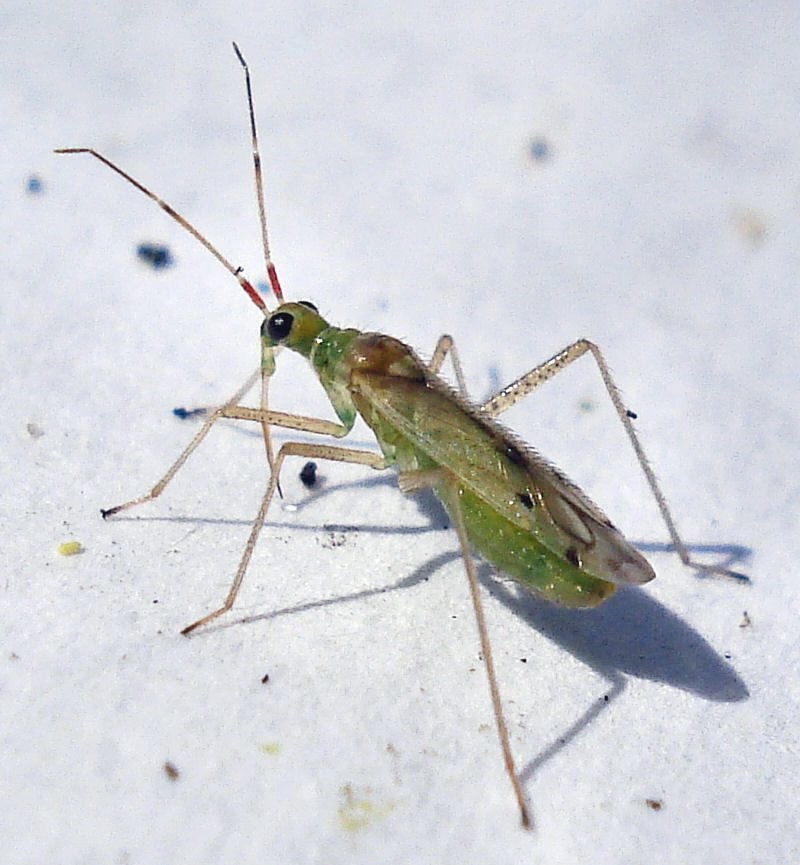 نعاسة (Dicyphus)