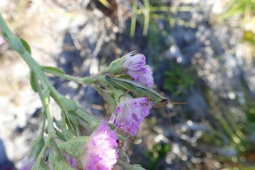 Aptenopedes (Aptenopedes)