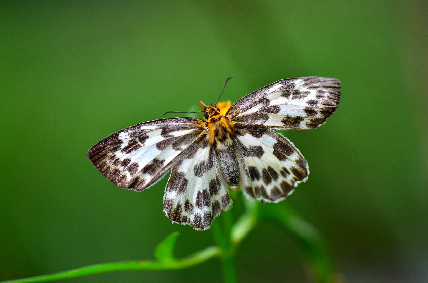 Abraximorpha (Abraximorpha)