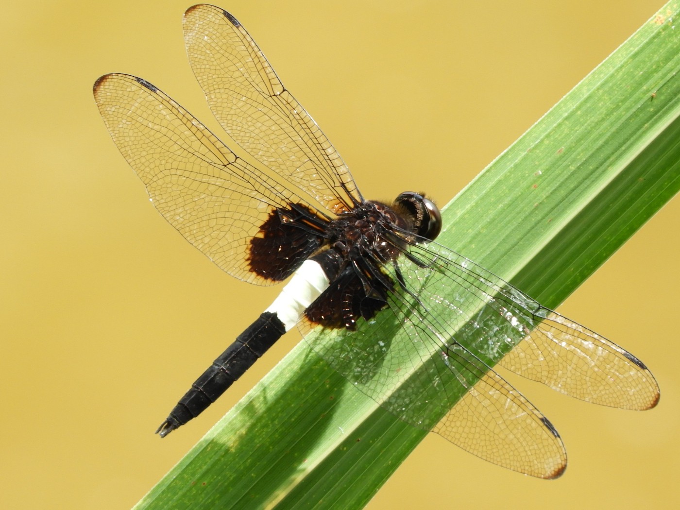 Pseudothemis (Pseudothemis)