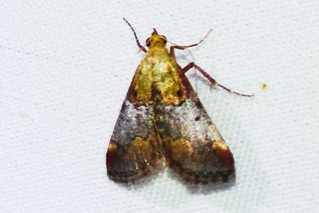 Cacozelia (Cacozelia)