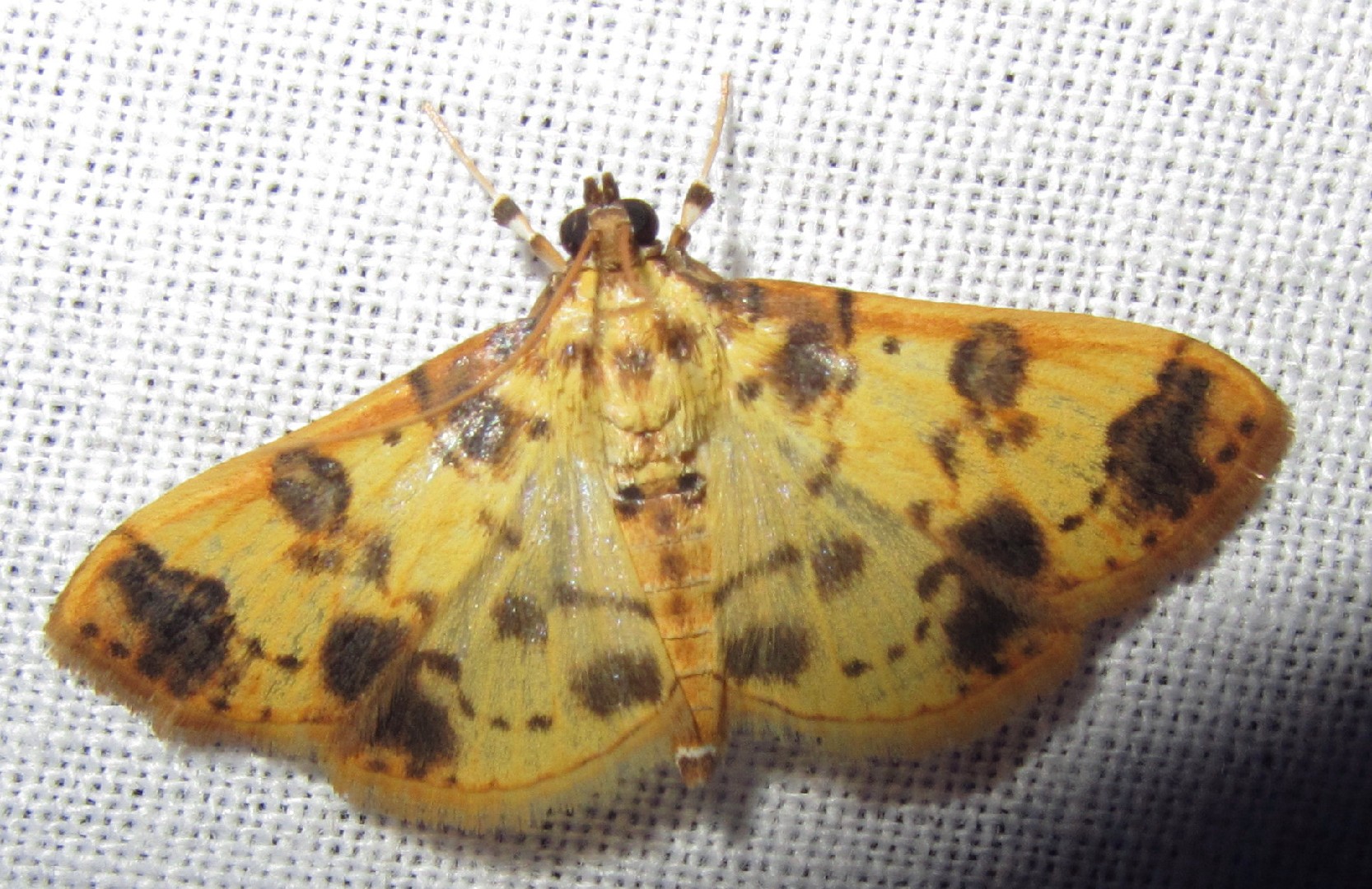 Pleuroptya (Pleuroptya) Picture Insect