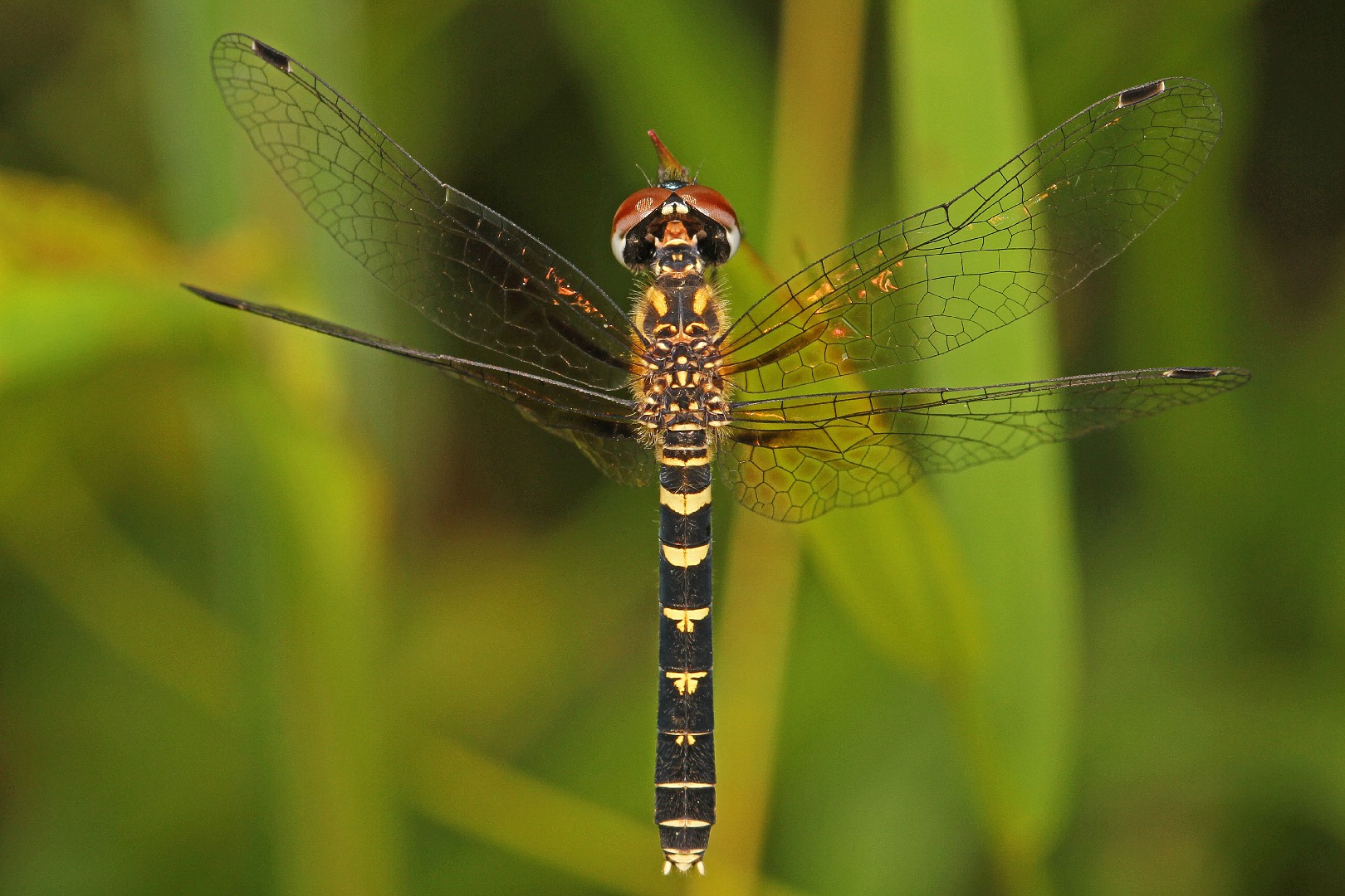 Nannothemis (Nannothemis)