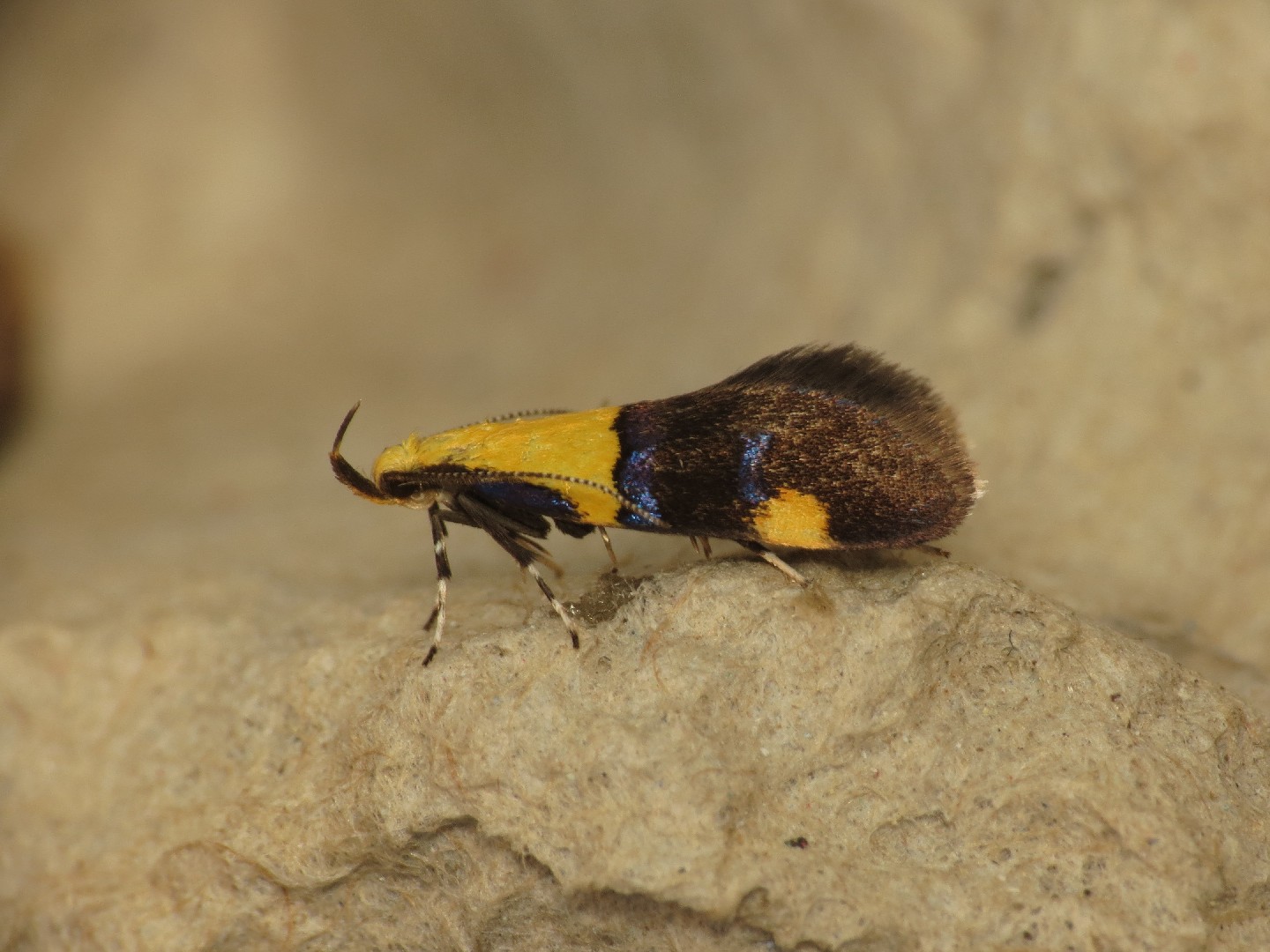 Oecophora (Oecophora)