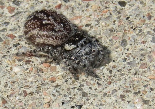 Phidippus asotus