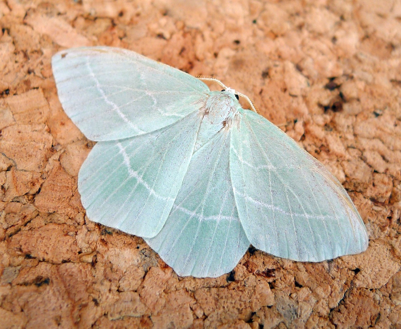 Hemistola (Hemistola)