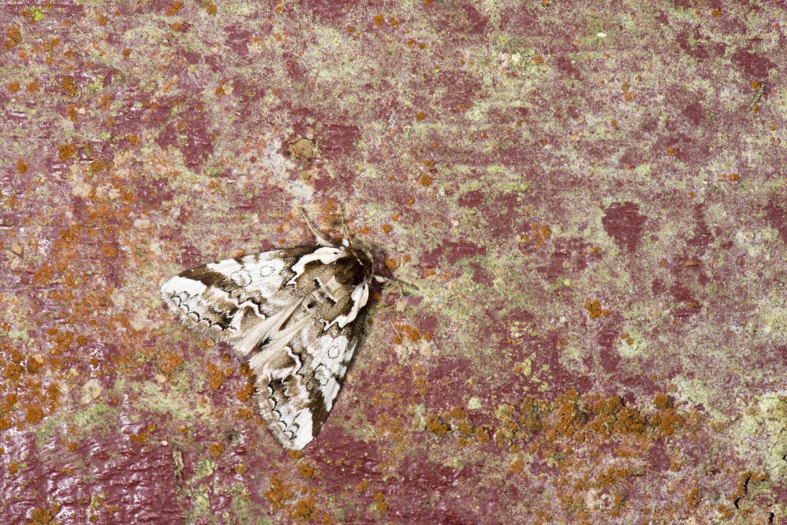 Psidopala (Psidopala)