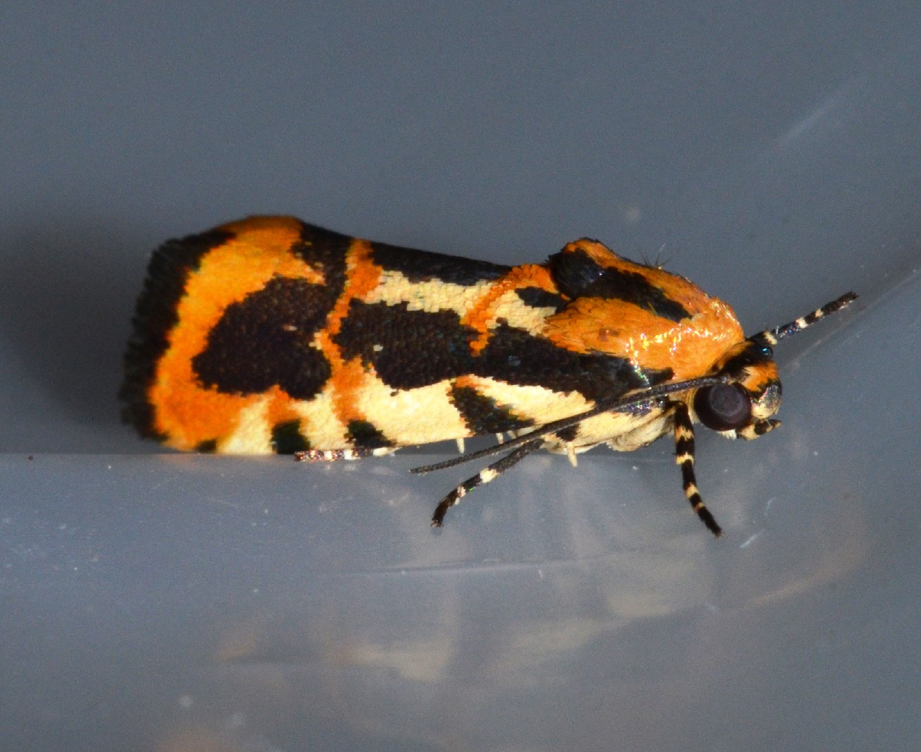 Common spragueia