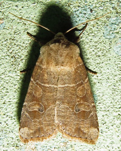 Crocigrapha (Crocigrapha)