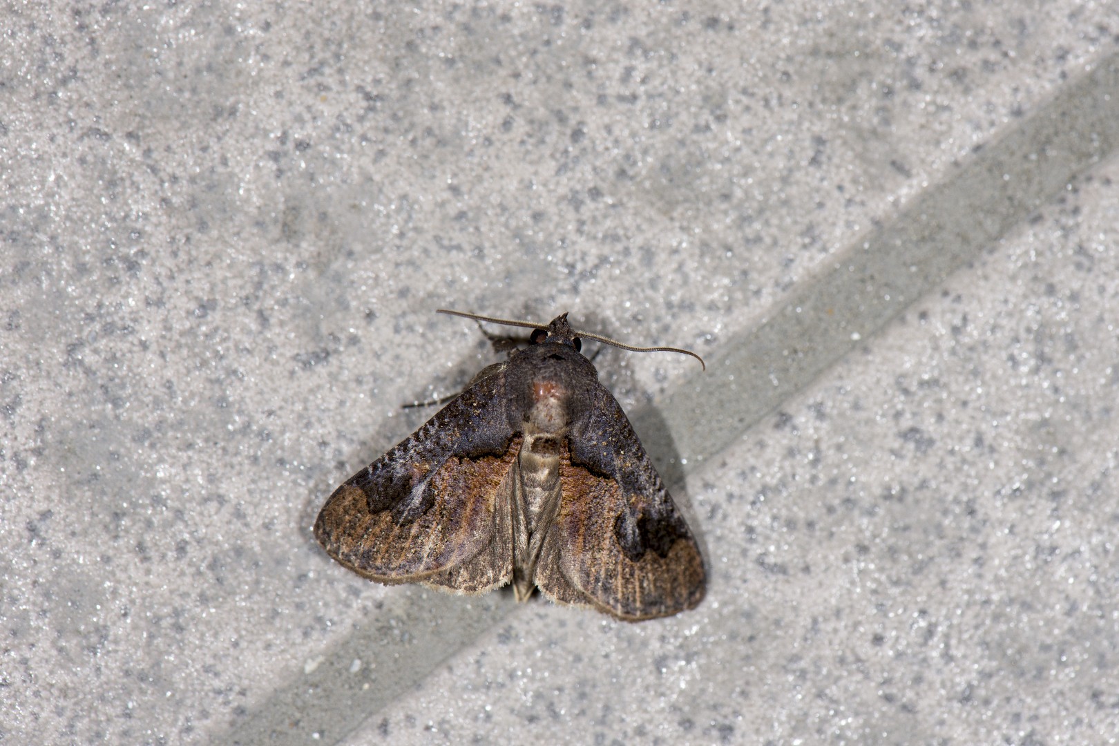 Batracharta (Batracharta)