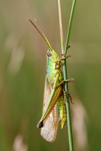 Chrysochraon (Chrysochraon)