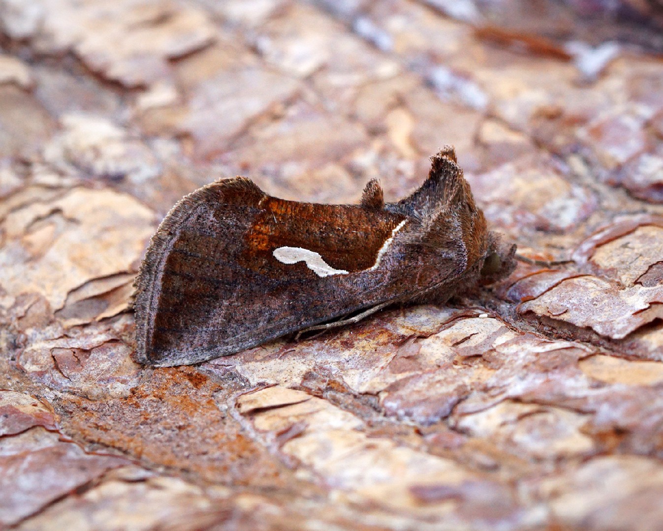 Macdunnoughia (Macdunnoughia)