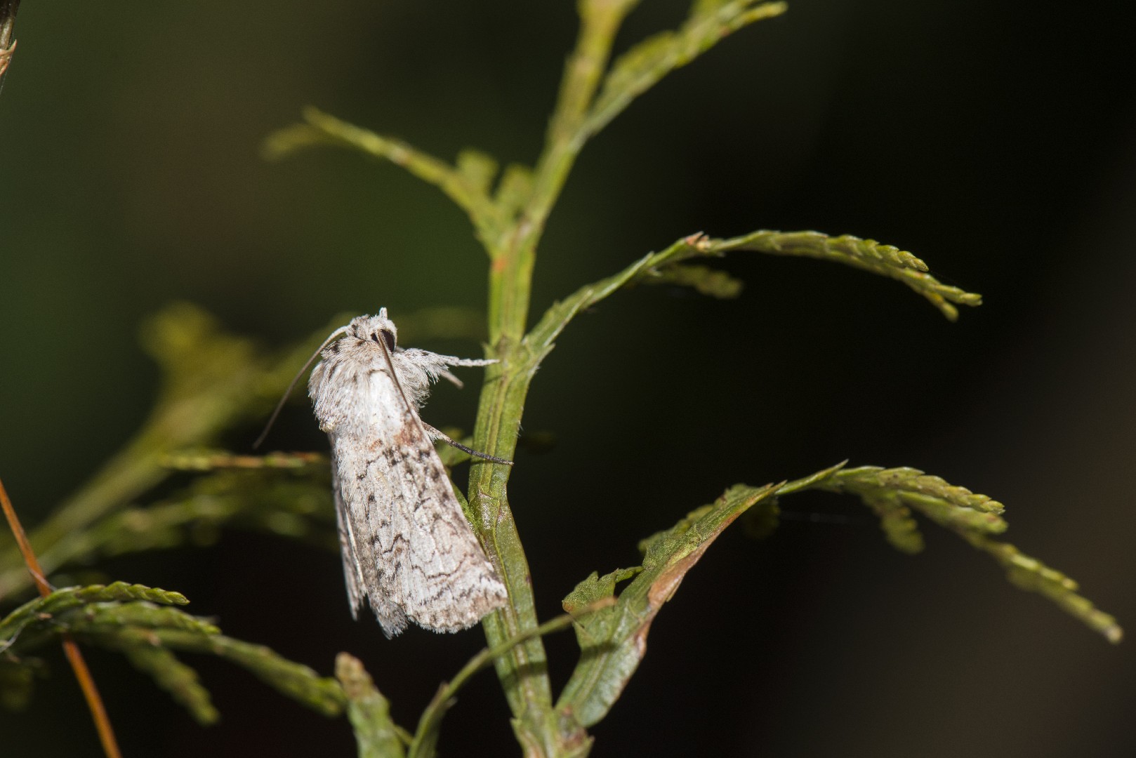 Macrobarasa (Macrobarasa)