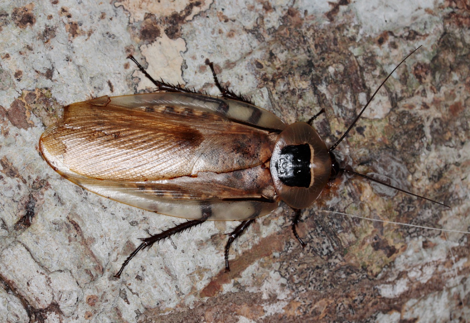 Blaberus Giganteus Flying