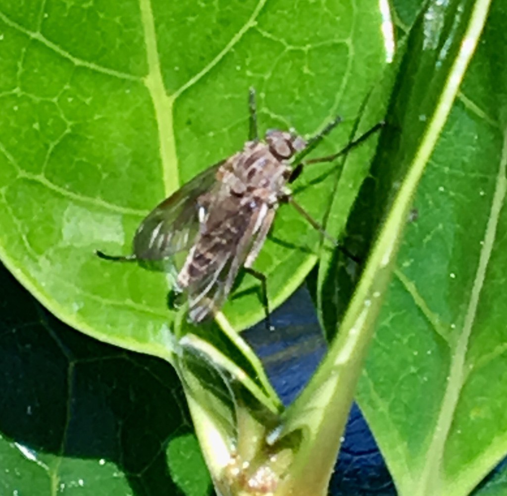 Snipe flies (Rhagionidae)