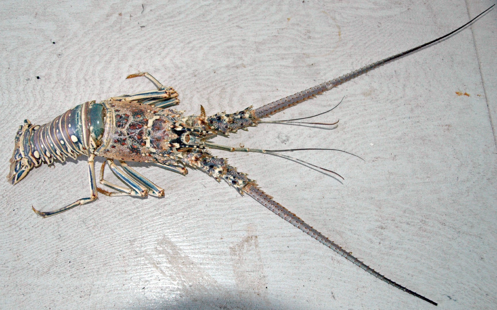 Caribbean spiny lobster