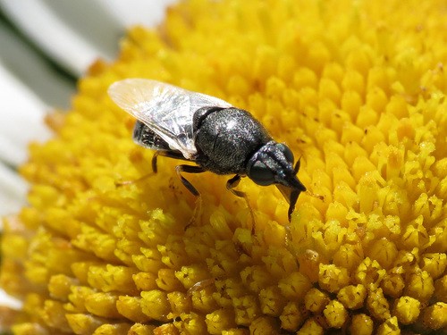 Nemotelus (Nemotelus)